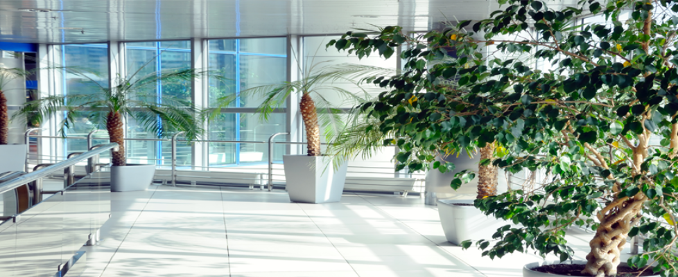 natures-window-building-grounds-maintenance