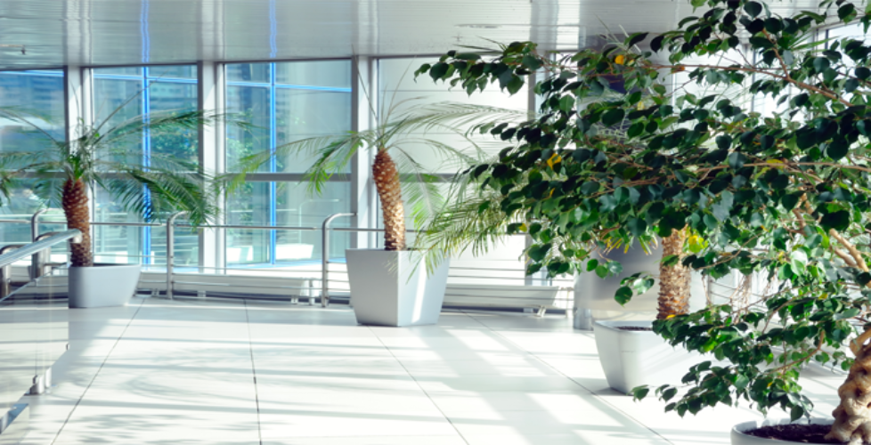 natures-window-building-grounds-maintenance