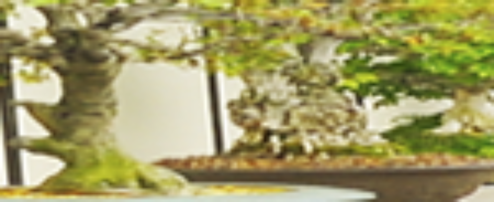 natures_window__commercial_banner-150x125