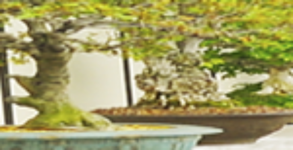 natures_window__commercial_banner-150x125